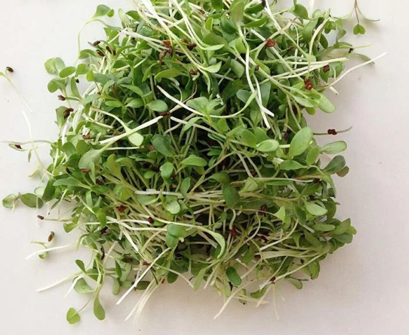 Highly concentrated for Alfalfa Aroma scent 100% Alfalfa Flavor Essence Flavor and Fragrance