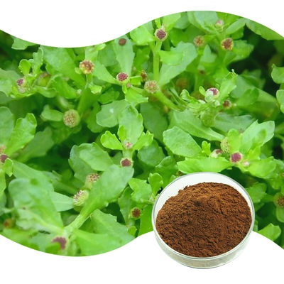 Baisfu high quality 98% content Small Centipeda Herb.P.E brown fine powder Rich Taraxasterol use in health care products and Cosmetics
